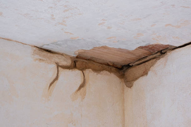 Best Professional water damage repair  in White Horse, NJ